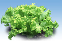 LETTUCE Seeds