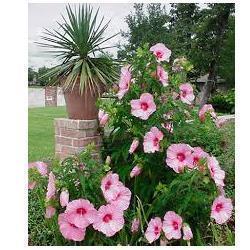 Outdoor Hibiscus Plant
