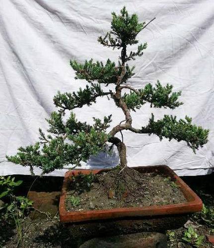 Bonsai Plants