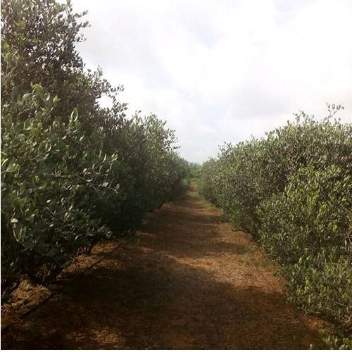 Jojoba Oil Seed