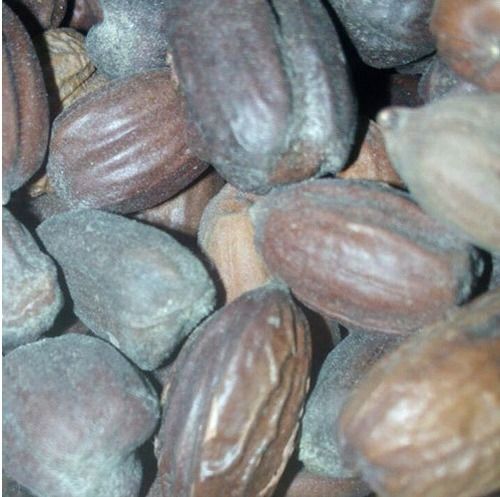 Agriculture Jojoba Seed