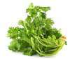 Cilanto Coriander leaves