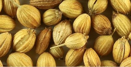 Coriander Seeds