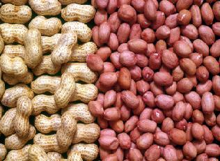 Groundnut Seed