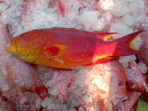 Fresh Moon Tail Red Grouper Fish