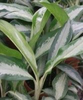 Aglaonema