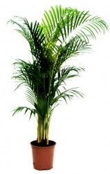 Areca Palm