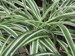 Chlorophytum vitatum