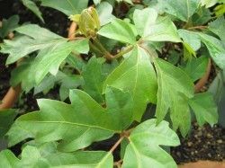 Cissus Rhombifolia