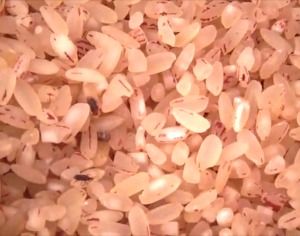 Electrical Insulation Tape Kattuyanam Semi Polish Rice