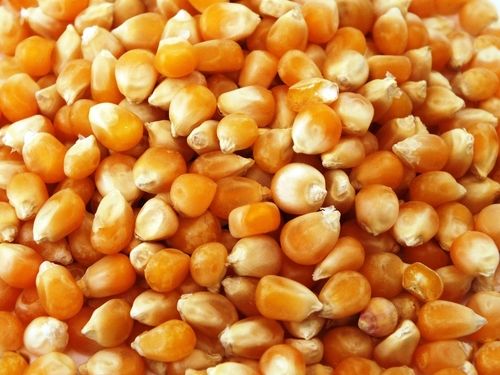 Dry Corn / Maize