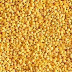 Hybrid Yellow Millet