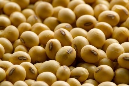 Organic Soybean Seeds