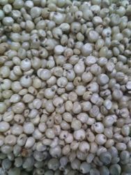 White Sorghum