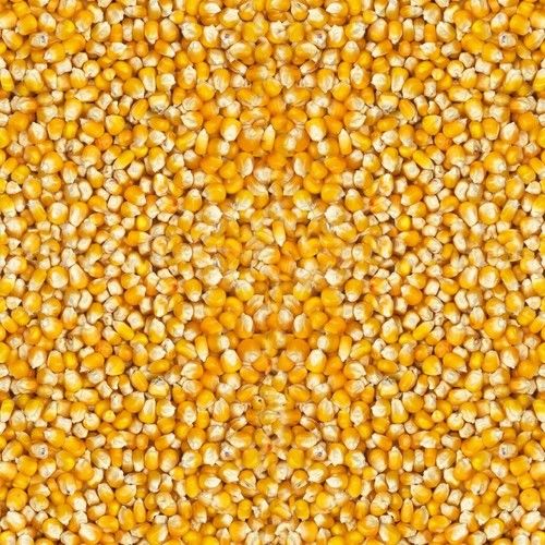 Yellow Hybrid Maize
