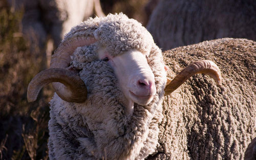 Merino Wool