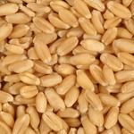 Dhirajlal Wheat