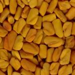 Fenugreek Seed