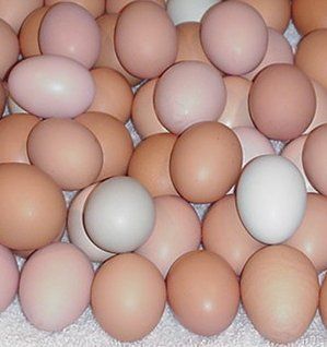 Fresh Chicken Eggs