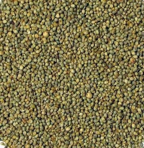 Green Millet