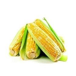 Maize Yellow Corn