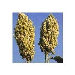 White Millet Jawara