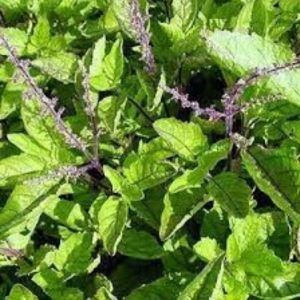 Coral Basil Tulsi Leaves & Powder