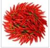 Fresh Red Chilli