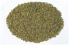 Bajra - Dried and Matured Pennisetum Typhoides Grains | Clean, Wholesome, Sweet, Hard, Free from Impurities