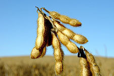 Soybeans