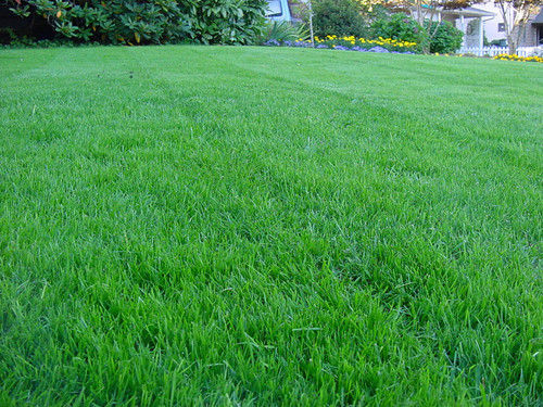 American Blue Lawn Grass