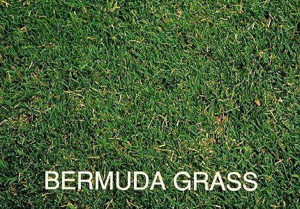 Bermuda Grass