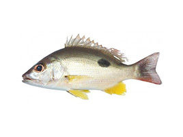 Black Spot Snapper