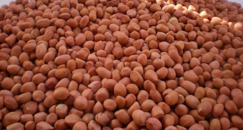 Groundnut Kernels