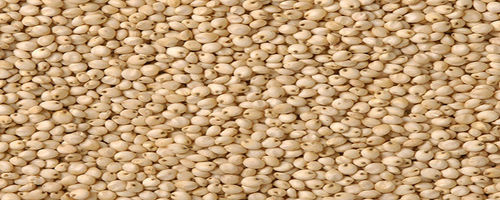 Sorghum