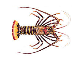 Spiny Lobster