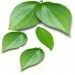 Betel Leaf Essential Oil