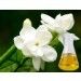 Jasmine Grandiflorum Floral Essential Oil