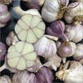 Fresh Garlic Species