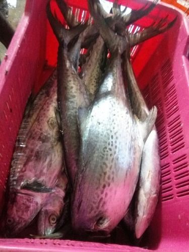 Fresh Surmai King Fish