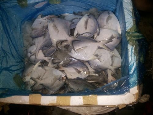 Silver Pomfret Fish