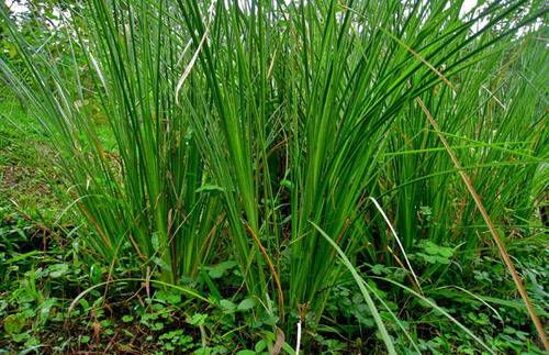 Vetiver Oil