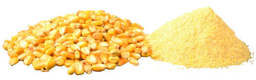 Yellow Maize (Corn) For Animal Feed