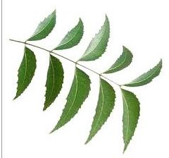 Neem Leaves