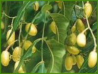 Neem Seeds