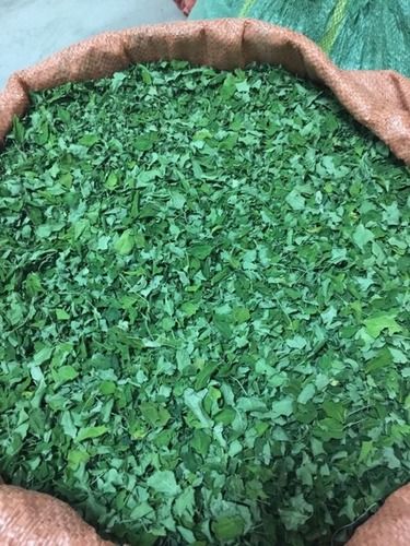 Moringa Dry Leaves at Best Price in Vilathikulam, Tamil Nadu | Blessy Impex