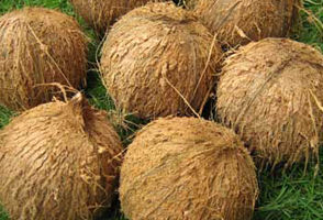Semi Husked Coconuts