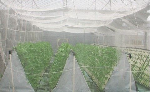 Insect Net