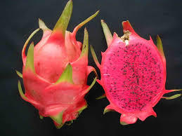 Crimp Housing Dragon Fruit Red Flesh B1