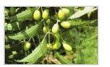 Neem Oil